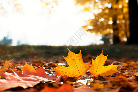 金黄的秋叶背景图片