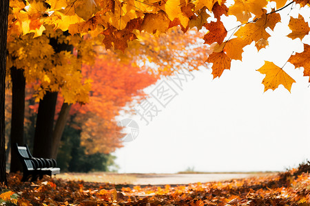 秋天公园里树叶飘落背景图片