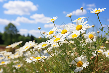 美丽草原上的菊花背景图片