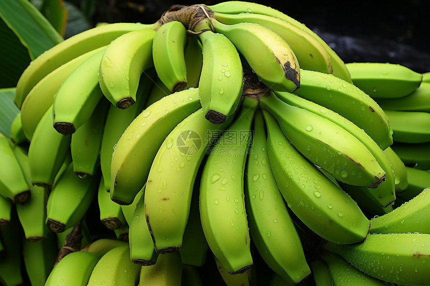 新鲜收获的香蕉图片