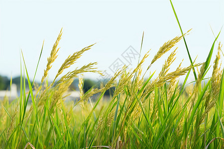 秋收稻田风景背景图片