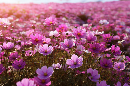 美丽的紫色鲜花背景图片