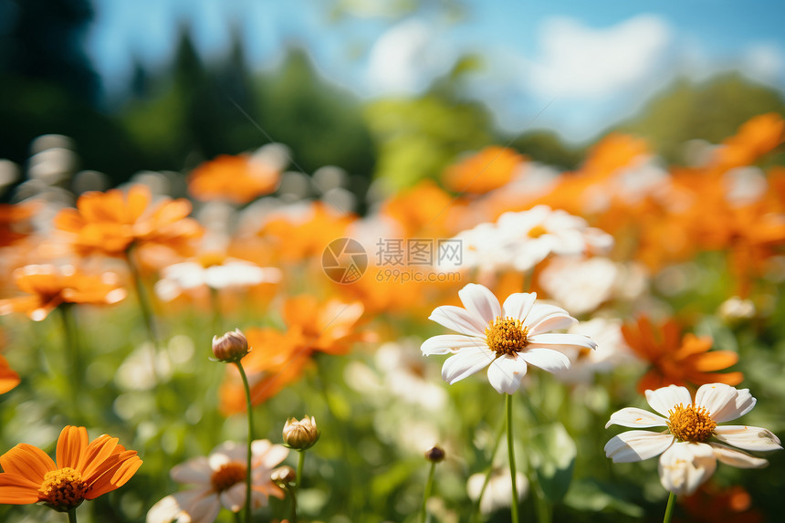 鲜花丛中的色彩缤纷的花朵图片