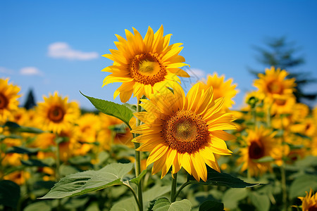 盛开夏日情怀夏日天空下葵花盛开背景