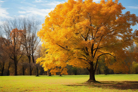秋天的色彩背景图片