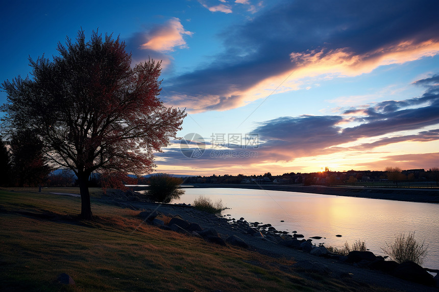 湖畔黄昏的树图片