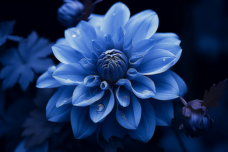 蓝色花绽放背景图片