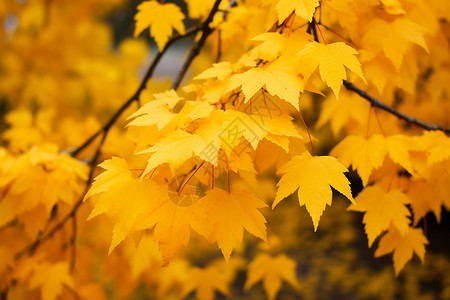 秋天的梧桐树背景图片