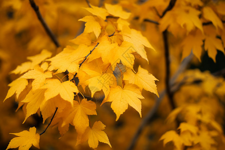 秋天的黄色树叶背景图片