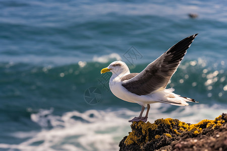 海岸边展翅的银鸥高清图片