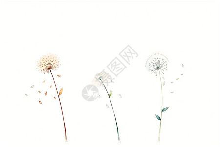 白色背景上的蒲公英花朵背景图片