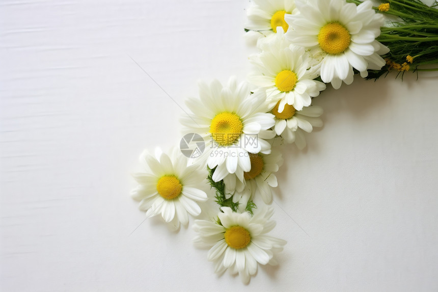 一束白色鲜花图片
