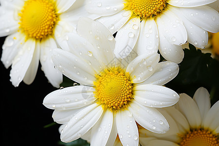 美丽雏菊花瓣上的水滴背景图片