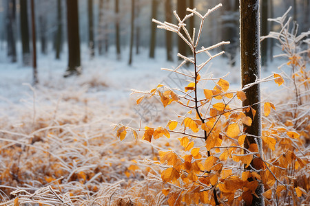 冬日林中的黄叶背景图片