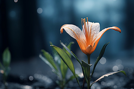 百合花背景绽放中的百合花背景