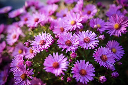 花园里面鲜艳的紫色花朵背景图片