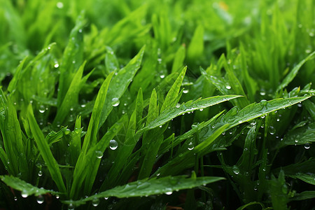 清晨春雨中的草地背景图片