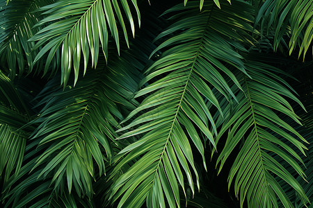 椰子树叶子绿叶掩映下的棕榈树背景