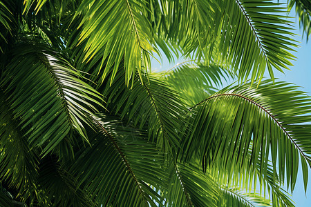 椰子树叶子蓝天下的棕榈树背景