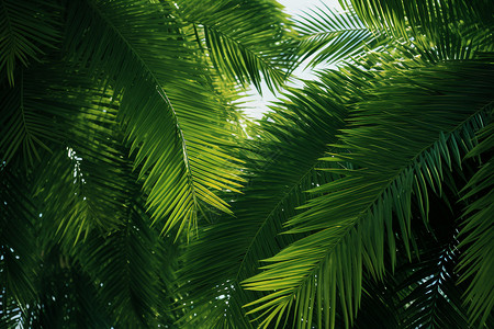 椰子树叶子绿叶掩映下的棕榈树背景