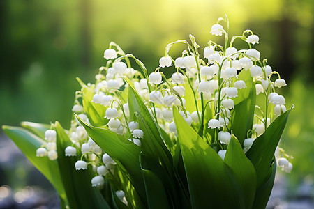 白色铃兰花背景图片