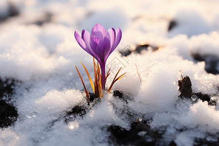 生命中过客雪中绽放背景