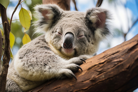 小睡澳洲树上的小懒熊背景