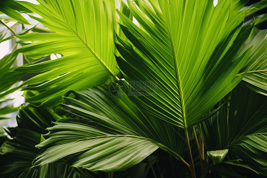 绿色植物图片