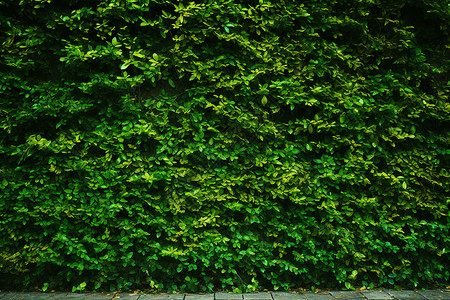 郁郁葱葱的植物篱笆背景图片