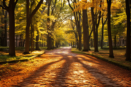 秋季满是落叶的小路背景图片