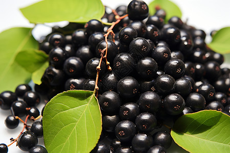 新鲜采摘的黑色浆果背景图片