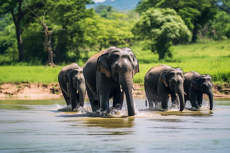 丛林中涉水的象群高清图片