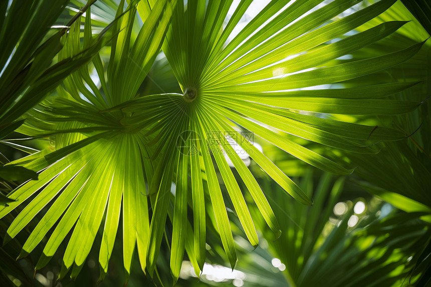 摇曳的棕榈树叶图片