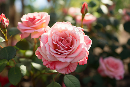 夏日玫瑰花束夏日花园中绽放的粉色玫瑰背景