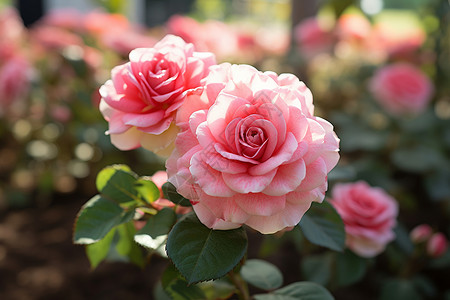 花园中的粉色玫瑰背景图片