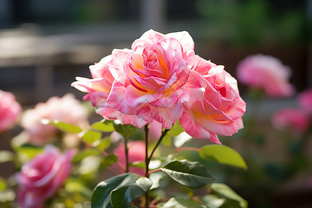 夏日玫瑰花束夏日粉色玫瑰背景