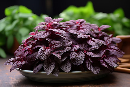 绿紫叶菜新鲜红苋菜高清图片