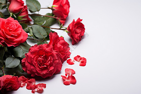 浪漫的玫瑰花瓣背景图片