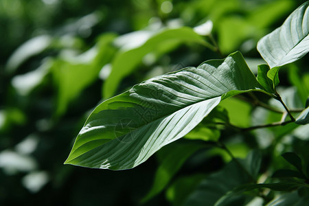 茂密植被茂密的植被背景