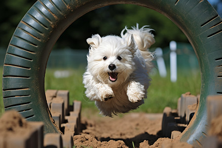 跳轮胎的动物小狗高清图片