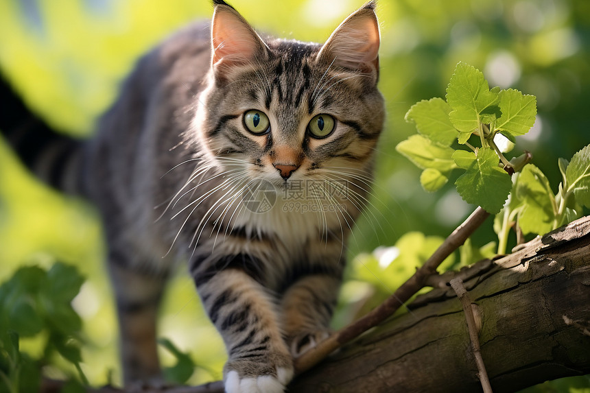 在树枝上可爱的猫咪图片