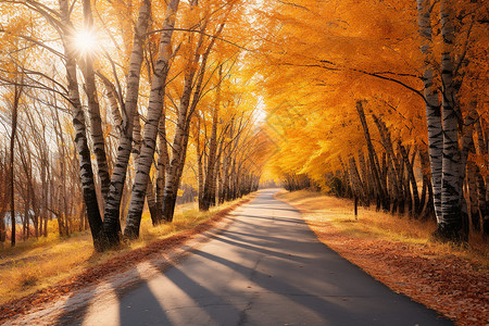 公路两旁金黄的树木背景图片