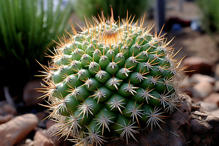 植物仙人掌多刺仙人掌背景