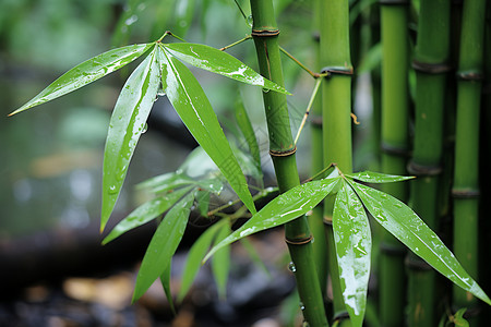 清新绿意的竹林景观背景图片