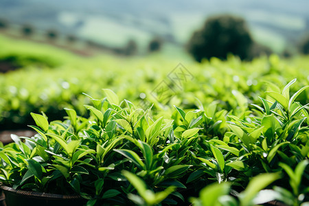 农业种植的茶田背景图片