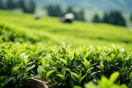 绿意盎然的农业茶田背景图片