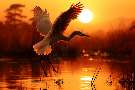 日落时分一只白鹭背景图片