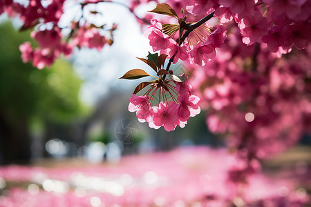 粉色盛放的樱花树背景图片