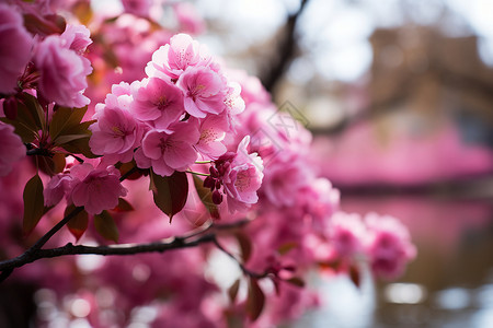 美丽盛开的樱花背景图片