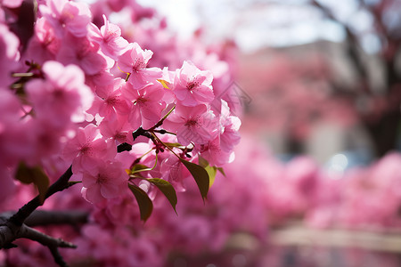 春天的樱花树背景图片